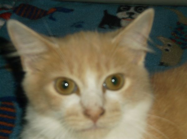 Dewey